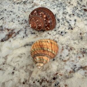 Tapestry Turbo Shell and Land Snail Shells